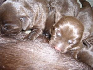 Izzie and her puppies - days old