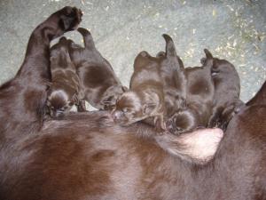 First time mum Izzie and per puppies