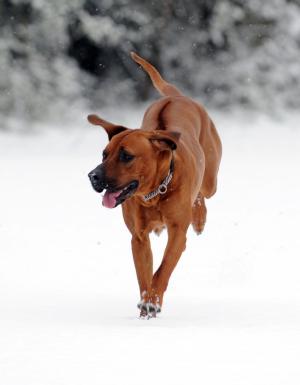 Saffy enjoying the snow
