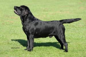 Sire