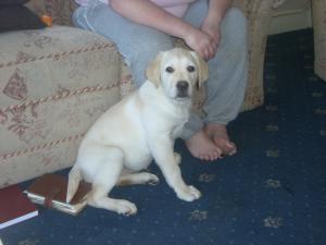 12 weeks Old