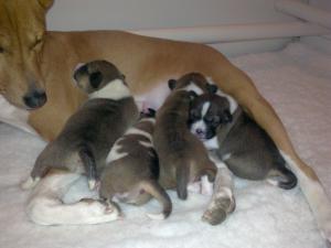 Elsa with her new litter.
