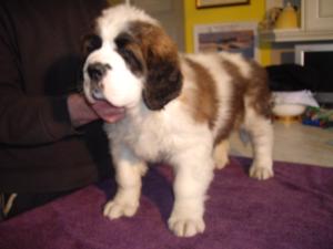 Female puppy 8 weeks