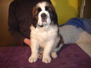 Male puppy 8 weeks