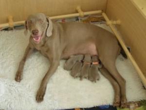 Mother & Pups