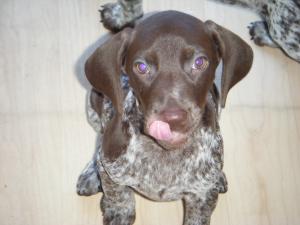 puppy 6 weeks old
