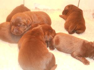PUPPIES 1 WEEK OLD