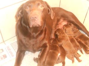 FERN AND HER PUPPIES
