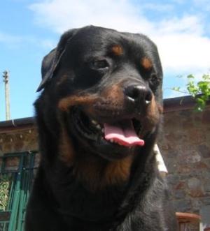 RAZ