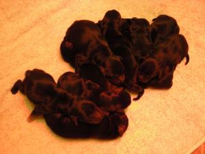 Pile of puppies