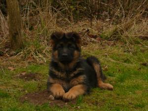 Rena and Nino Female puppy at 8 weeks