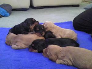 My Lovely Litter
