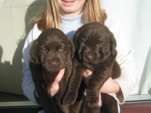 Two of pups 5 weeks old