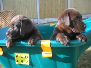Two of my pups at 7 weeks