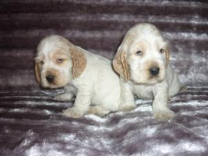 Puppies