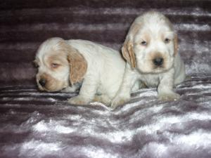 puppies 2