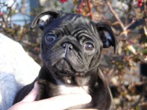 Vinnie is available to a loving pet or show home