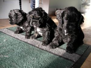 Baby brothers...