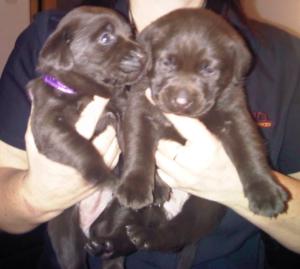 Pups at 3 weeks