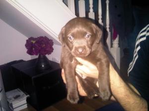 Pups 2 weeks old