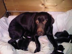 Buttons with her new pups
