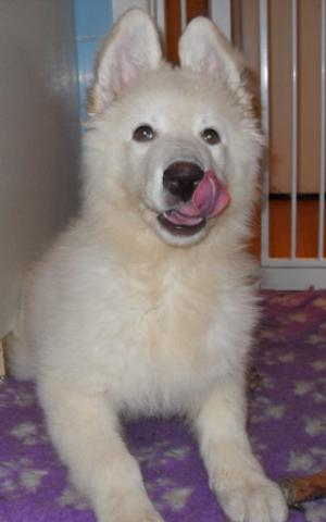 puppy