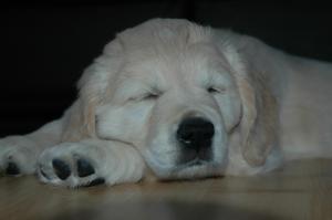 Ashbyglen Puppy