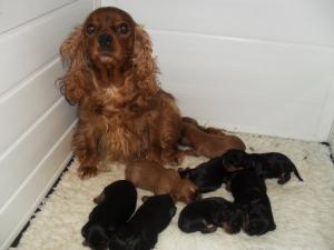 Posy and babies at 10 days old