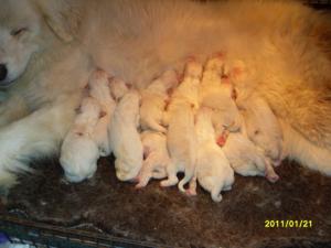 pups one day old