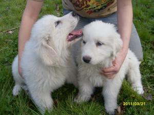 eight weeks old