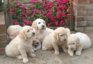 pups before leaving for their new homes