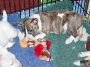 brindle and white bitch