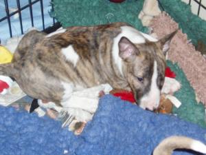 BRINDLE AND WHITE BITCH
