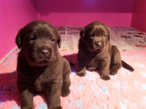 the girls at 3 weeks