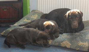the girls and their Mummy Niamh