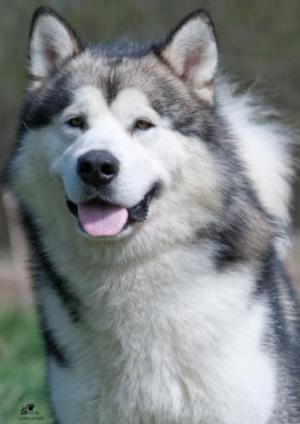 sire Am Ch Kasaan's Take the Fortune N Run to Chay