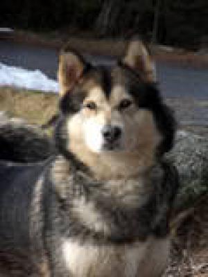 dam Ger. Ch  Polarpaws Chalcedony mit Marahootay