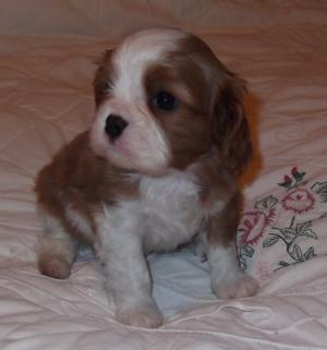 Pups at 4 weeks old