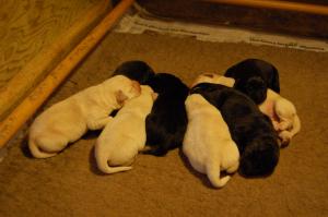 puppies at 1 week old