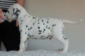 Sassafras Puppy