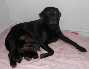 Mother and puppies