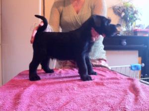 Beatiful black puppies
