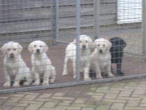 pups at 10 weeks