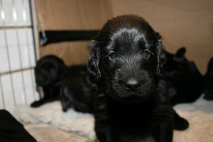 Kisindia Pups