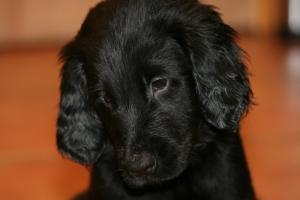 Kisindia Pups