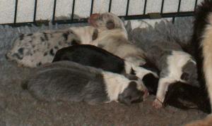 puppies