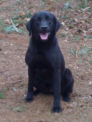 Northvale Bell, photo taken at 8 months old. 