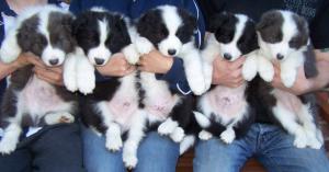 pups age 7 weeks