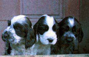 three of the Puppies at 5 weeks old