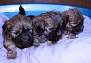 at 5 weeks old